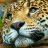 gepard1979